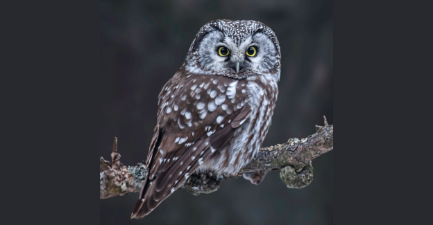 Owl Day at the Koobs Nature Area