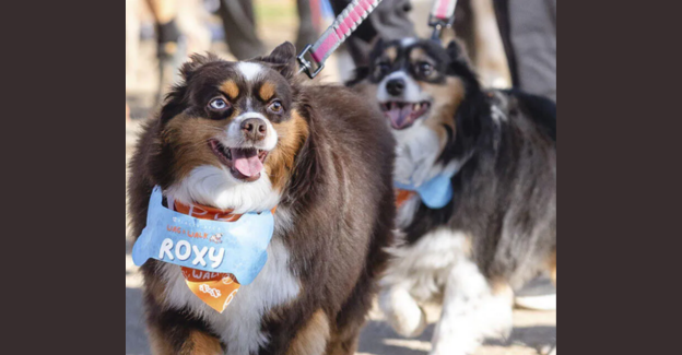 SPCA Wag & Walk